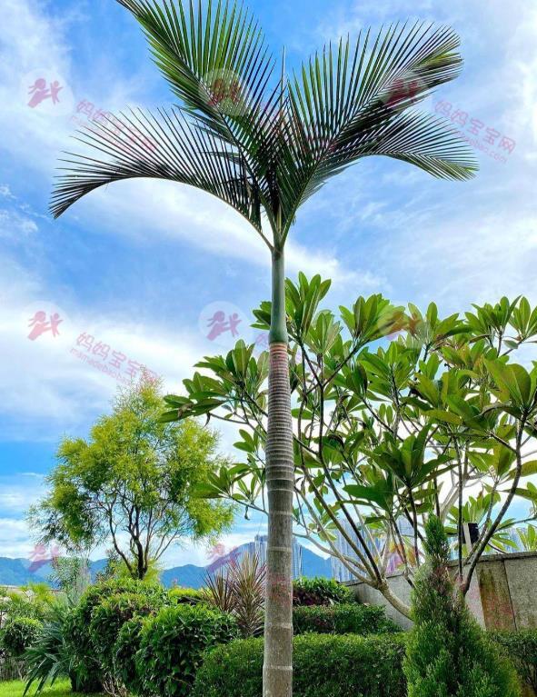 白色强人2｜Patrick Sir林溥来出身贫苦 中三以3招改变命运 3000万豪宅曝光