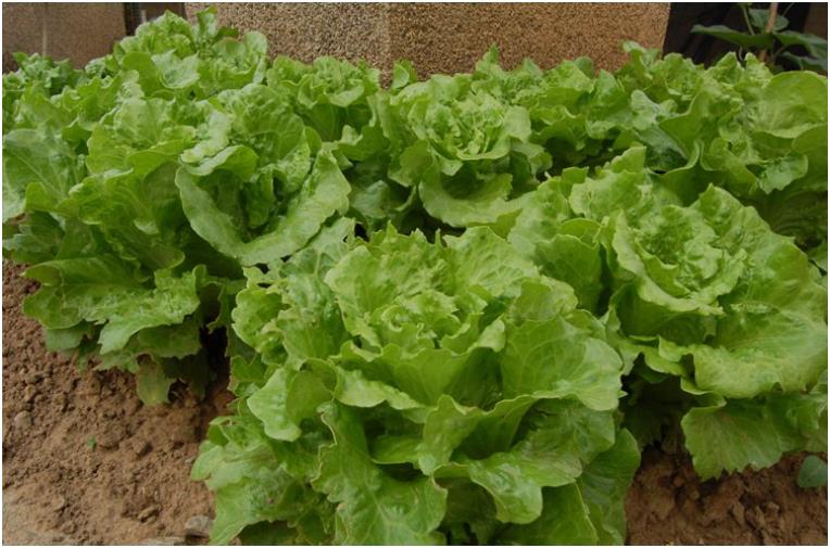 烤肉铝箔纸用光面还是雾面？烤焦剥掉放心吃？避免3个烤肉致癌风险坏习惯