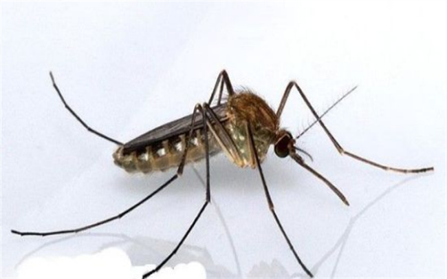 常见驱蚊剂的危害有哪些