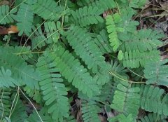 鸡骨草：华南地区的宝贵草药，滋养肝脏，预防与治疗多种疾病