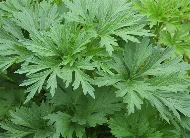 益母草的功效与作用：对子宫、心血管和肾脏的保护作用