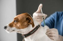  狂犬疫苗的注射时机与有效期