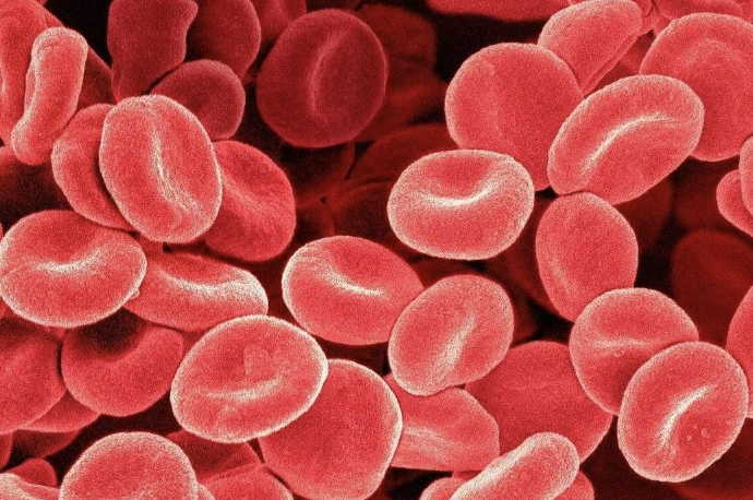 红细胞分布宽度：了解血液健康的重要参数