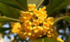 秋韵飘香：解读八月桂花的秋日芬芳