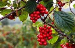 解开五味子的奇妙面纱：跨足多领域的草药之宝