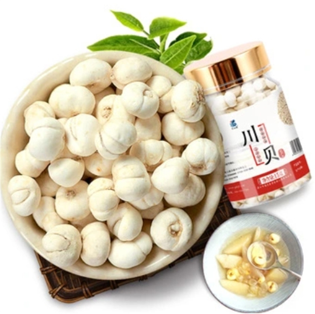 川贝之奇妙：现代视角下的药用与保健