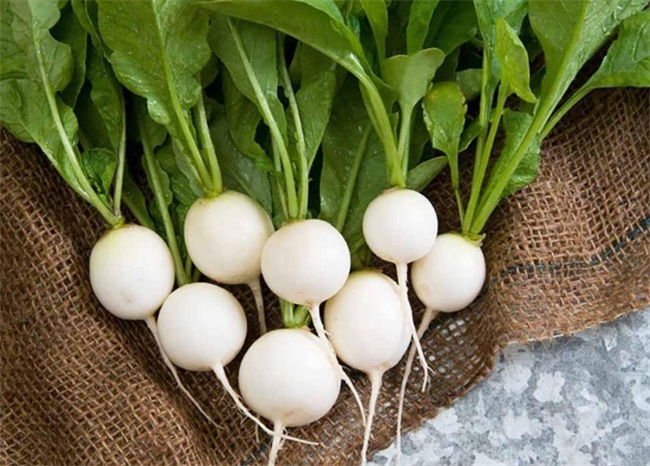 白萝卜：自然药箱中的全能战士