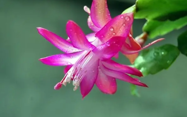 养护蟹爪兰：从土壤到光照，打造健康的绿色生活