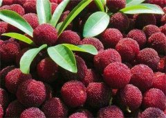 杨梅酒的制作技巧：口感柔和，果香十足