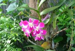 石斛之美：探讨五大常见种类的功效与产地