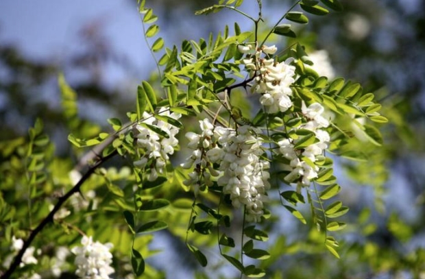 探寻槐花的多重功效：不仅止血，还有这些神奇作用！