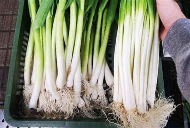 解密蒜苗的多重营养价值与健康益处