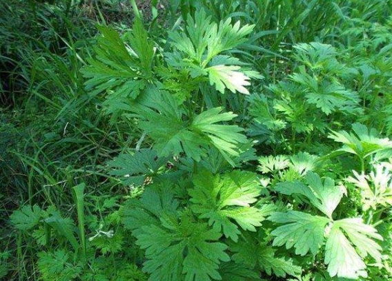 慎重选择益母草：剖析其效果与潜在风险