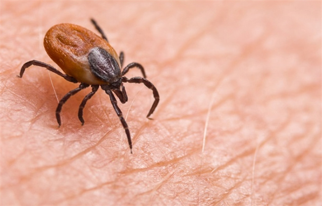 揭秘螨虫过敏，专业解读症状及其治疗