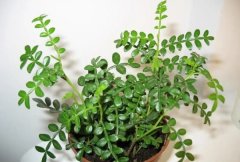 室内养护驱蚊草，打造清新的家居环境