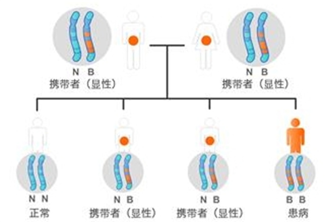探秘地中海贫血基因：遗传背后的科学解读