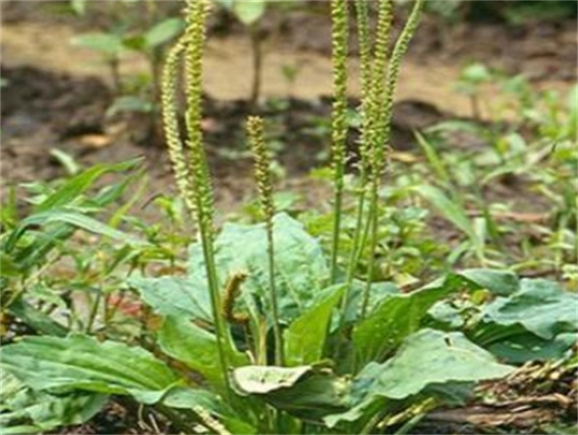解密洋车前子壳粉的神奇功效与科学食用方法