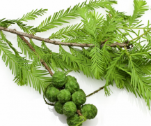 丝柏精油：多重功效与用法大揭秘，女性护肤的理想选择