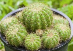 仙人掌：不是电磁辐射的救星