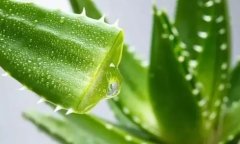 芦荟之妙：功效与作用全解析