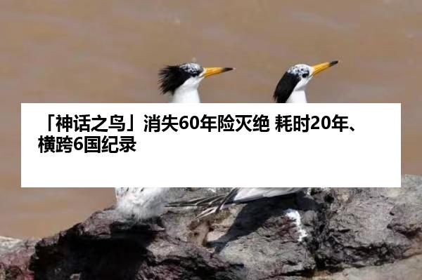 「神话之鸟」消失60年险灭绝 耗时20年、横跨6国纪录