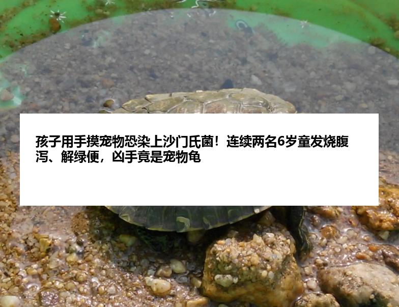 孩子用手摸宠物恐染上沙门氏菌！连续两名6岁童发烧腹泻、解绿便，凶手竟是宠物龟