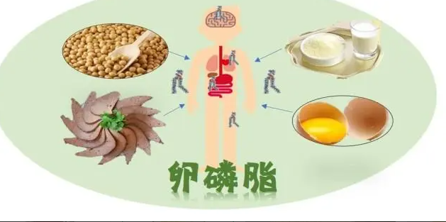 怀孕、哺乳为什么要吃卵磷脂?营养师提醒适当剂量及挑选重点