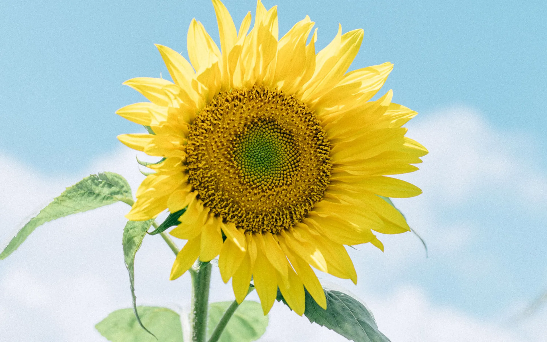 亿万销售量乐坛红星 「肉块」逝世　享寿74岁