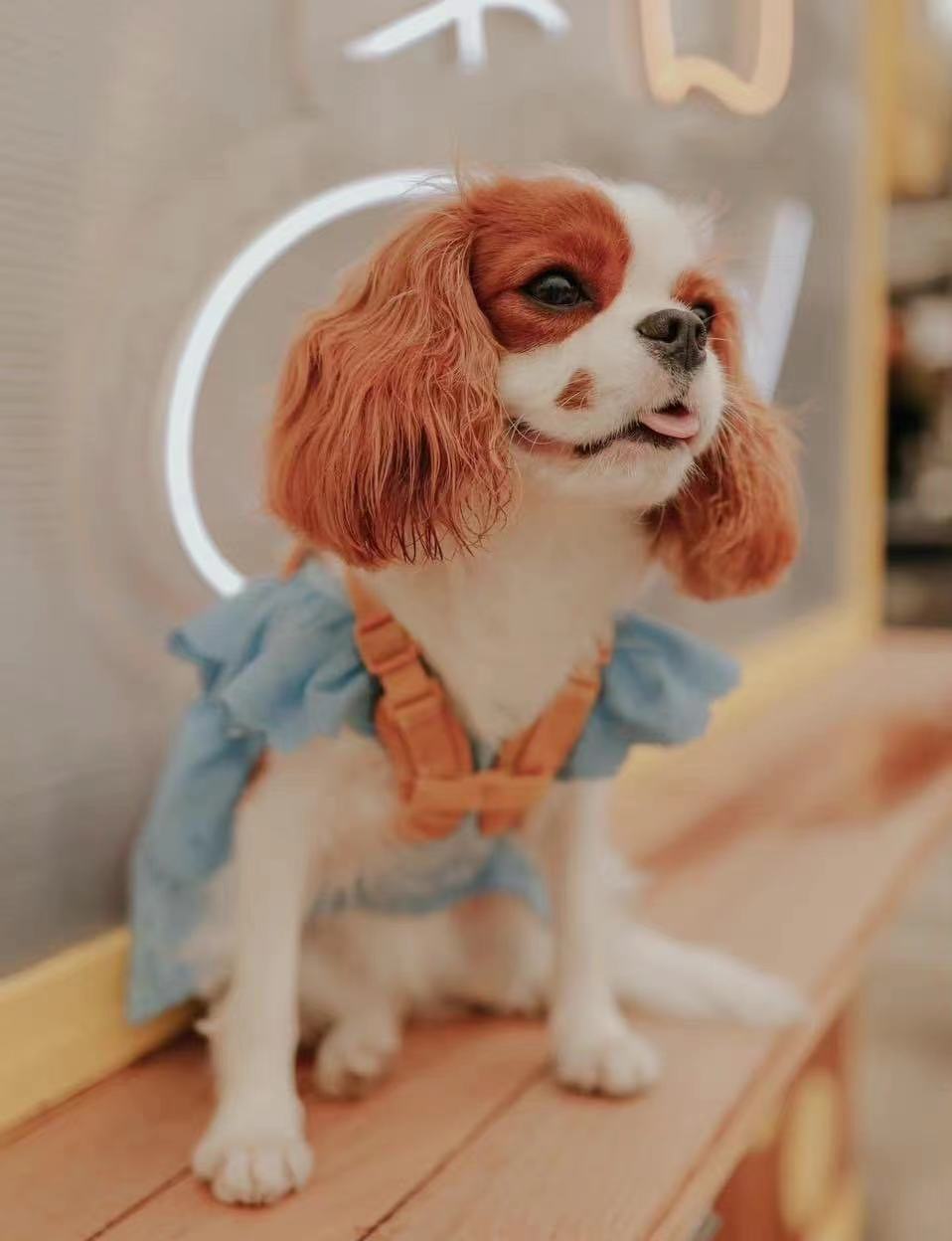 苏花猴结束16年婚姻最新动态曝光  认了近期难熬