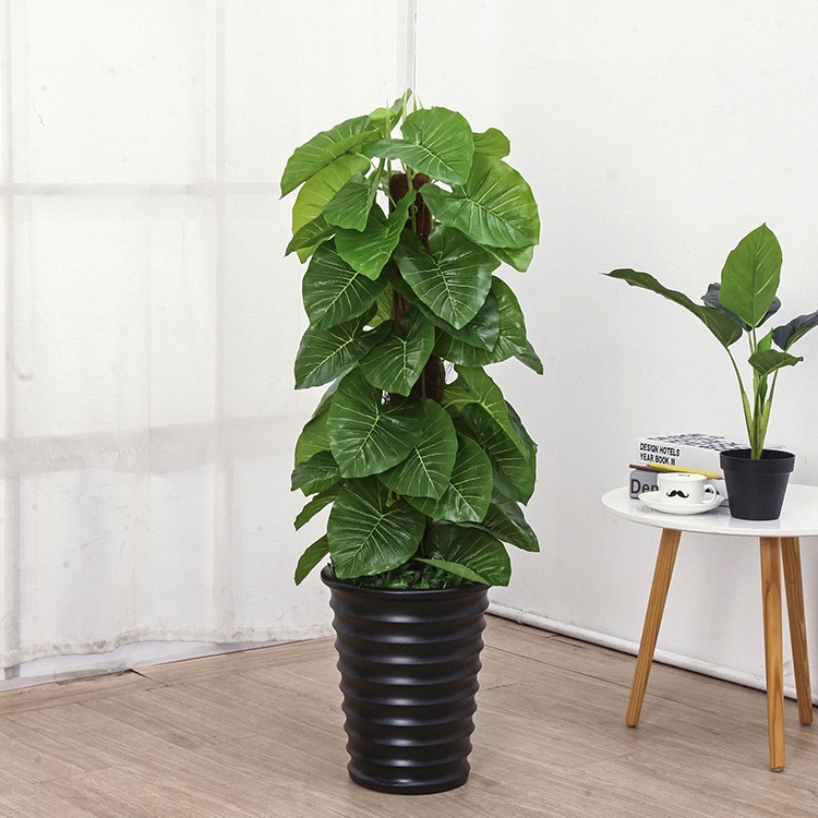 什么室内空气净化植物对宝宝好?