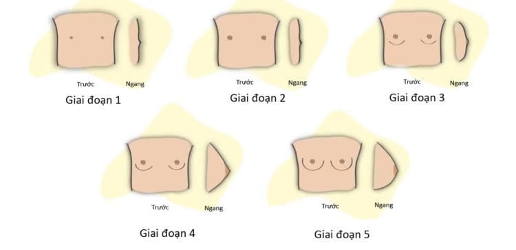 女孩的乳房在青春期如何发育?