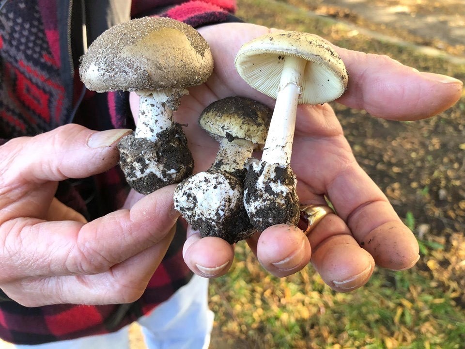 儿童蘑菇中毒: 迹象和治疗方法