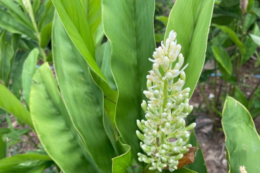 婴儿高良姜如何治疗皮疹,预防痤疮