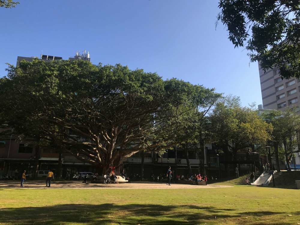 长和公园_16-1000.jpg 百年老树旁的游戏场-新竹长和公园,高架树屋瞭望平台+地景磨石子溜滑梯