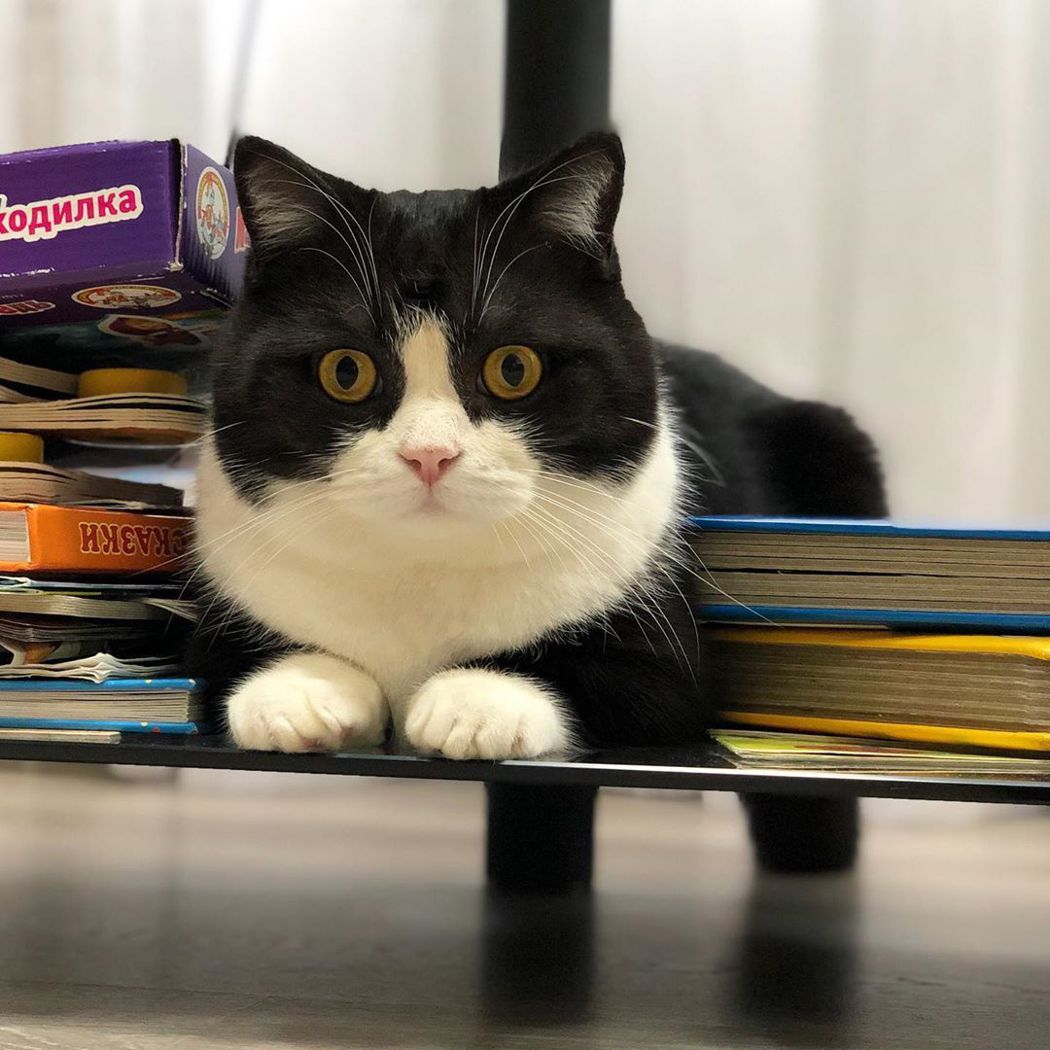 有片丶短腿超萌！俄罗斯宠物猫成IG网红圈粉5万网友