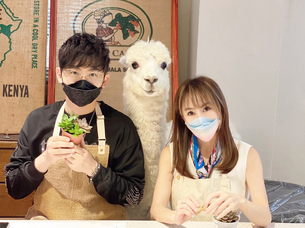 羊驼便便变美食10亿身价女星揭内幕