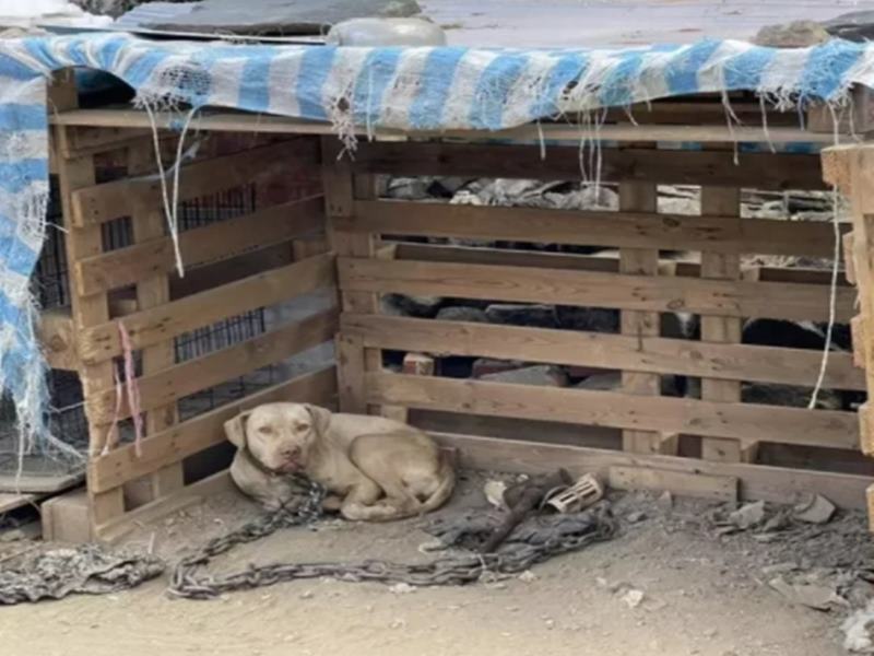 屏东3岁男童被比特犬咬死，妈妈目睹儿子被咬到血肉模糊的身躯