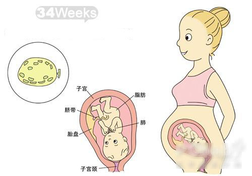 【怀孕34周】怀孕34周胎儿发育情况_怀孕34周羊水指数多少正常