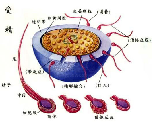 受精卵着床需要几天,感觉疲倦是受精卵着床的感觉之一