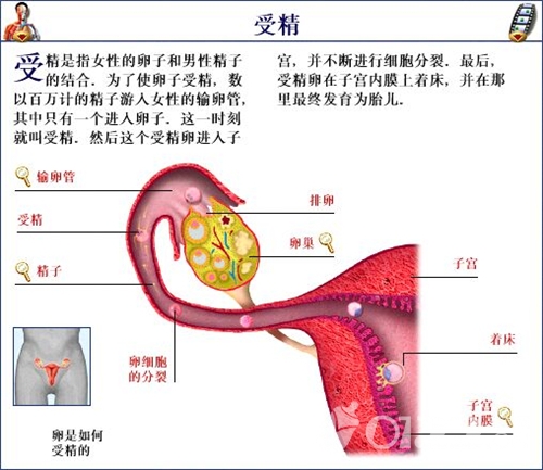 备孕须知：受精成功的条件及受孕后多久能测出来