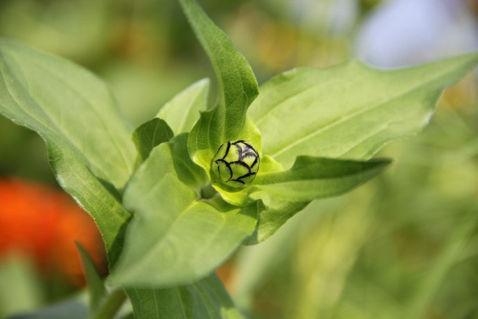 为什么说夏末秋初正是受孕好时节?备孕吃什么最好？