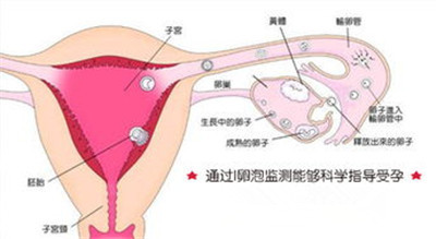 正常卵泡的大小是多少 正常卵泡大小