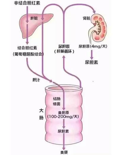总胆红素偏高的原因 总胆红素偏高的危害