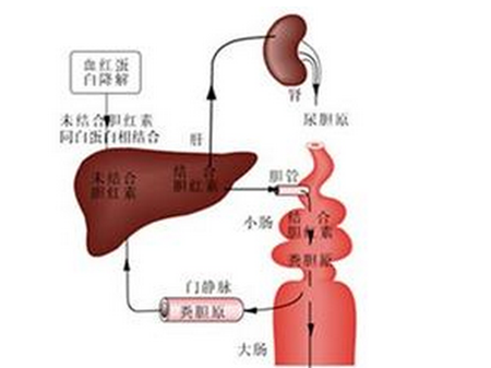 总胆红素偏高的原因 总胆红素偏高的危害