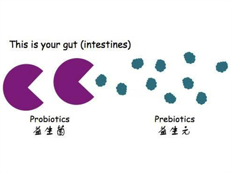 益生元和益生菌的区别，一共有这五点