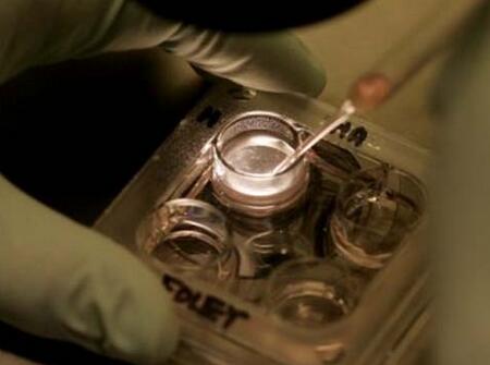 泰国做试管婴儿技术优势有哪些4 泰国做试管婴儿技术怎么样 泰国试管婴儿的优势
