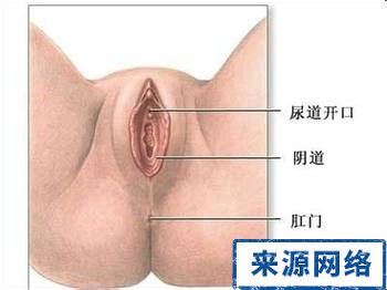 女性阴道图片 生殖器官图解
