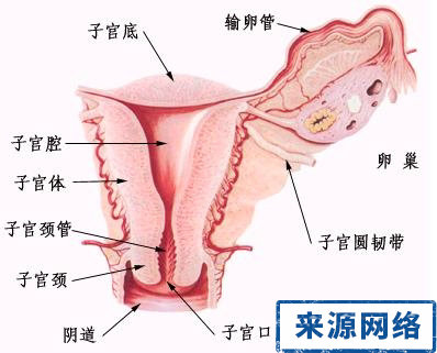 女性阴道图片 了解女性生理