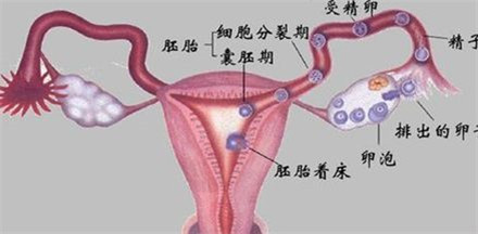 结扎对女性的影响大吗?女性结扎手术后要注意什么?