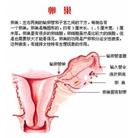 卵巢癌的早期症状 女人们一定要知道这几点